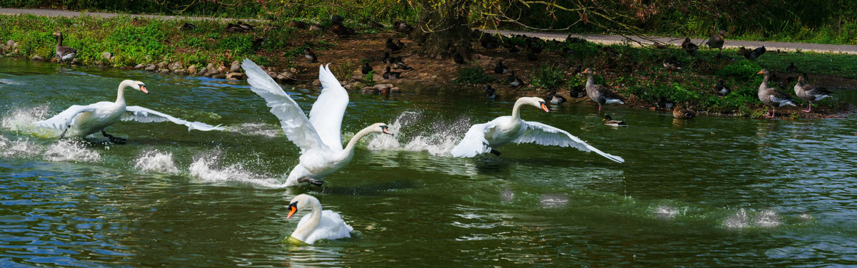 The Extinction of Peace - Slimbridge Pursuit